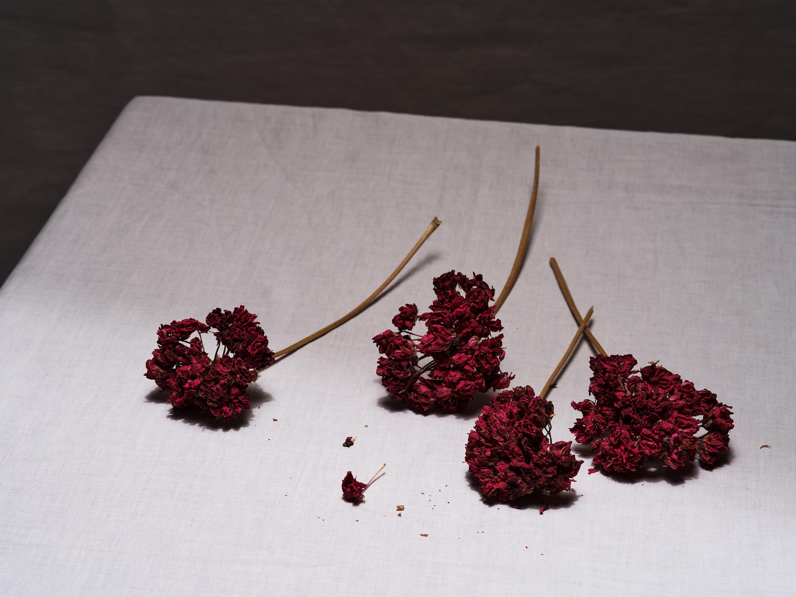FLOWERS0789