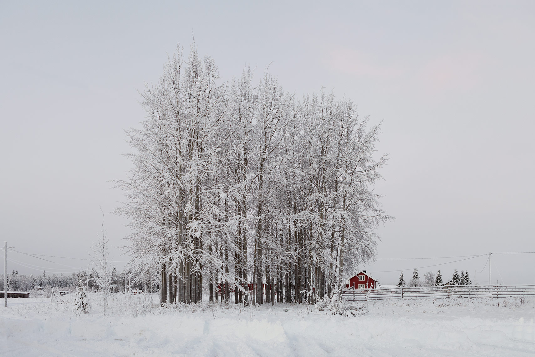 LAPLAND | 2015​​​  Limited Edition Print   from Lapland | Arctic Cicle   $  500